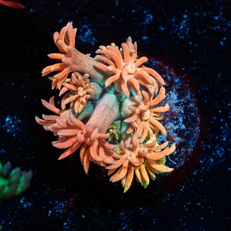 Juice Fruit Goniopora