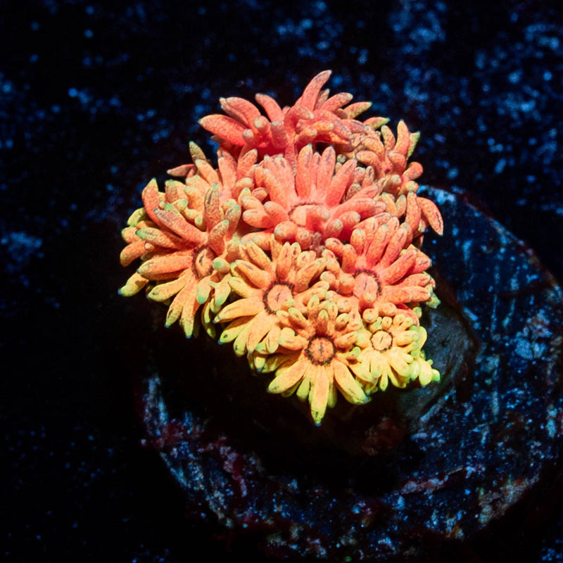 Juice Fruit Goniopora