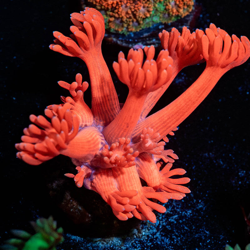 Ruby Red Goniopora