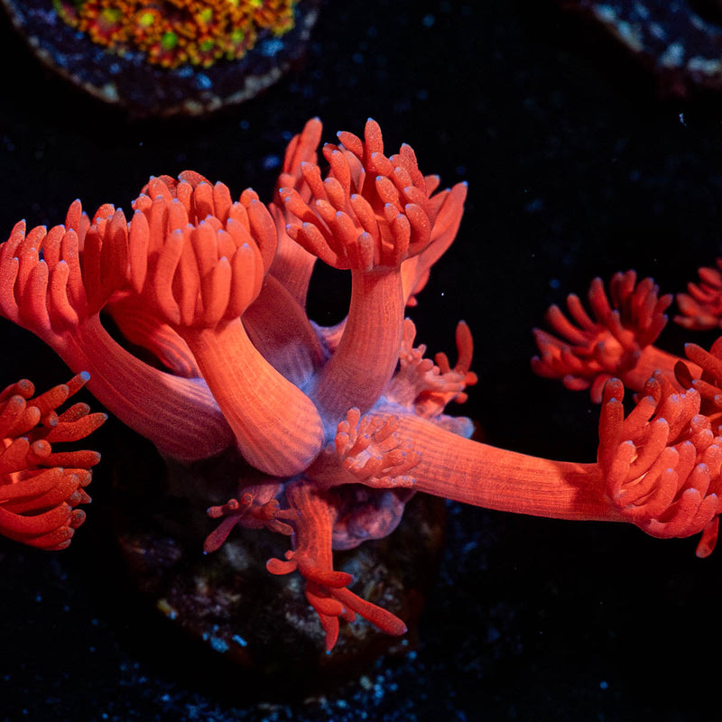 Ruby Red Goniopora