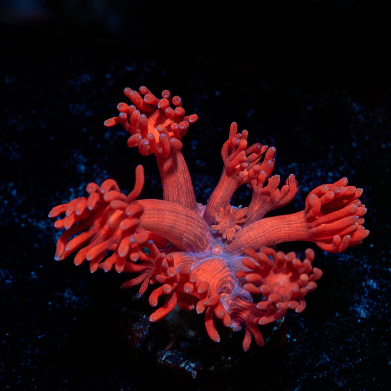 Ruby Red Goniopora