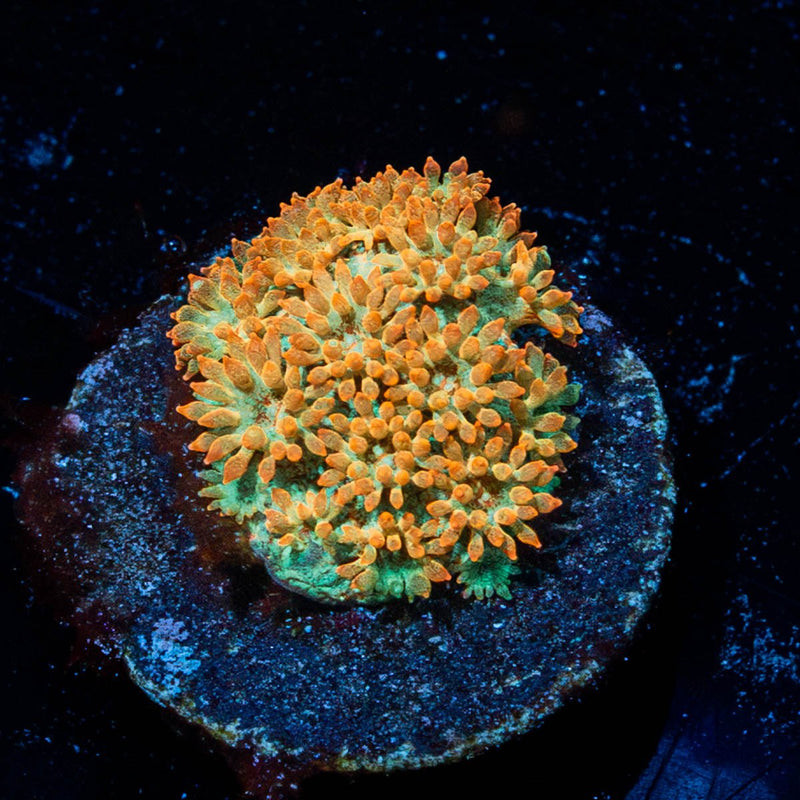 Captain Crunch Barnardapora