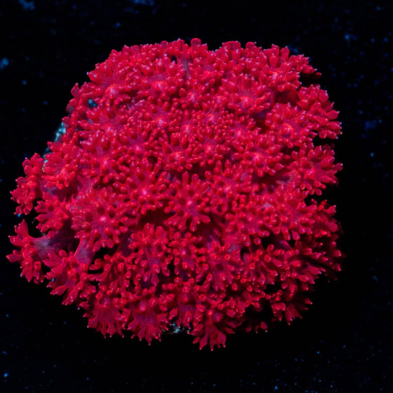 Black Cherry Barnardapora