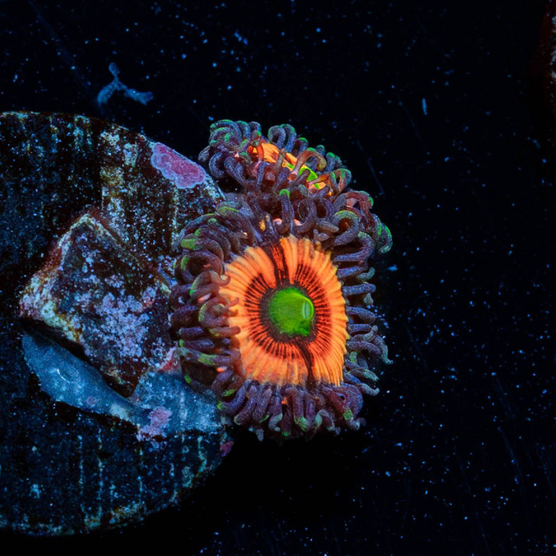 Daisy Dukes Zoanthid