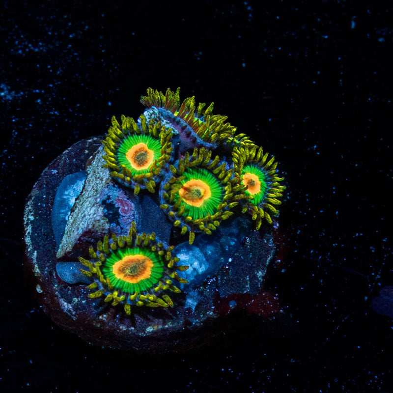 Rasta Zoanthid