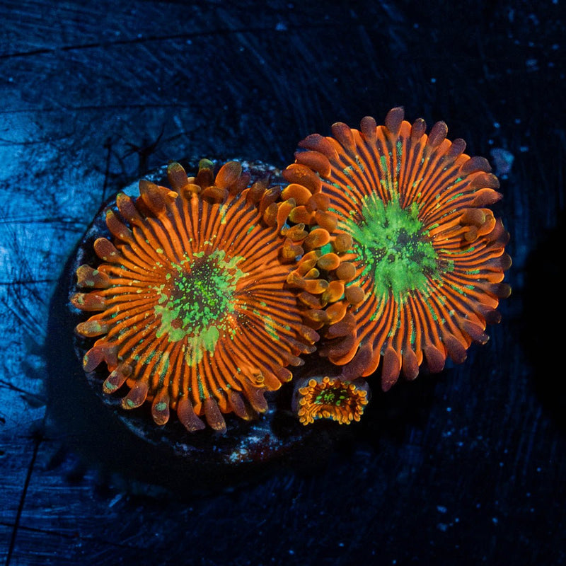 Dark Magicians Zoanthid