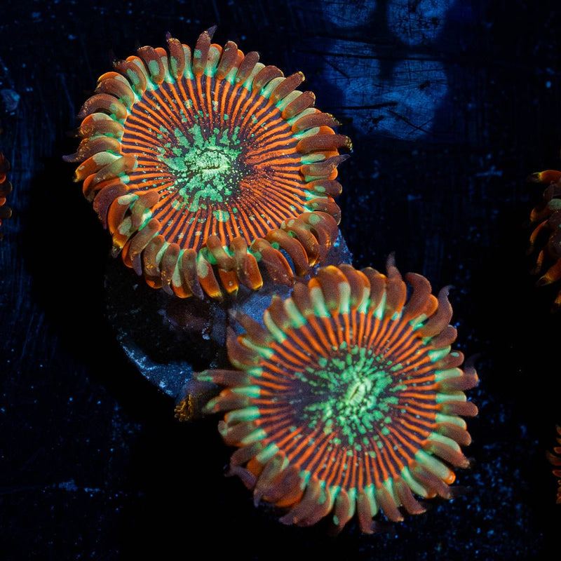 Dark Magicians Zoanthid