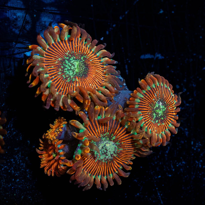 Dark Magicians Zoanthid