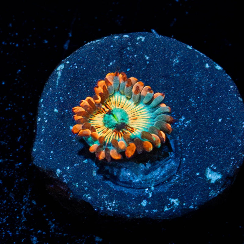 White Zombie Zoanthid