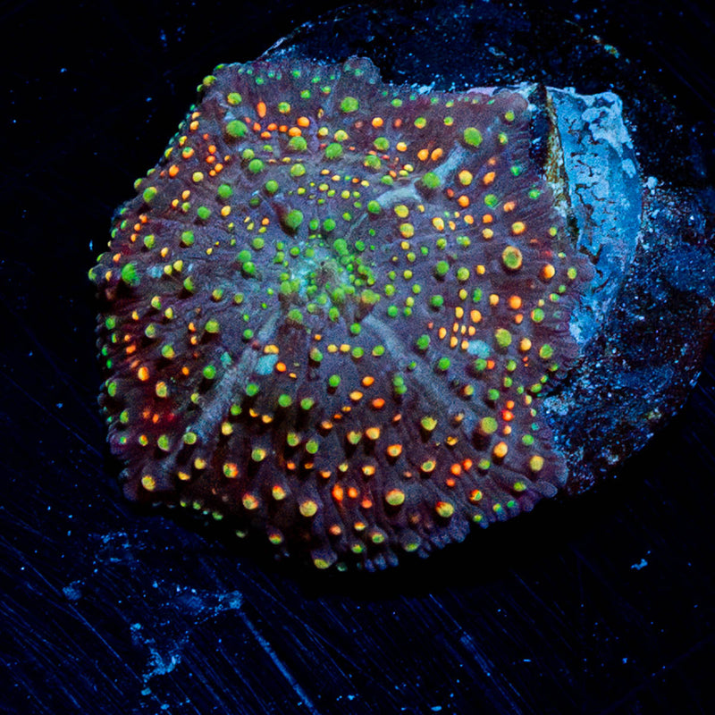 Rainbow Interstellar Mushroom