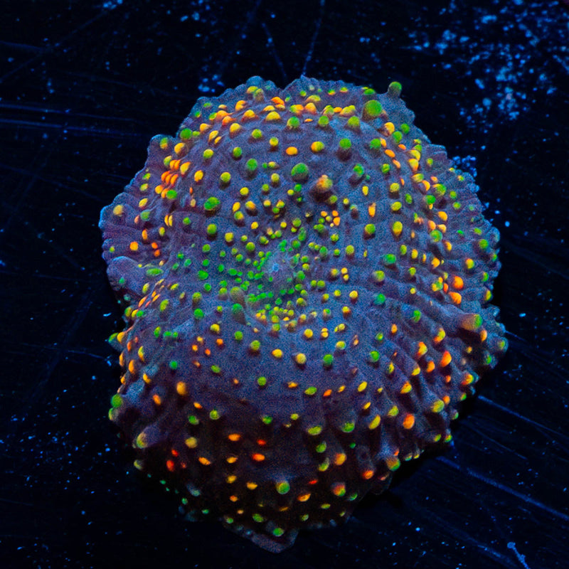 Rainbow Interstellar Mushroom