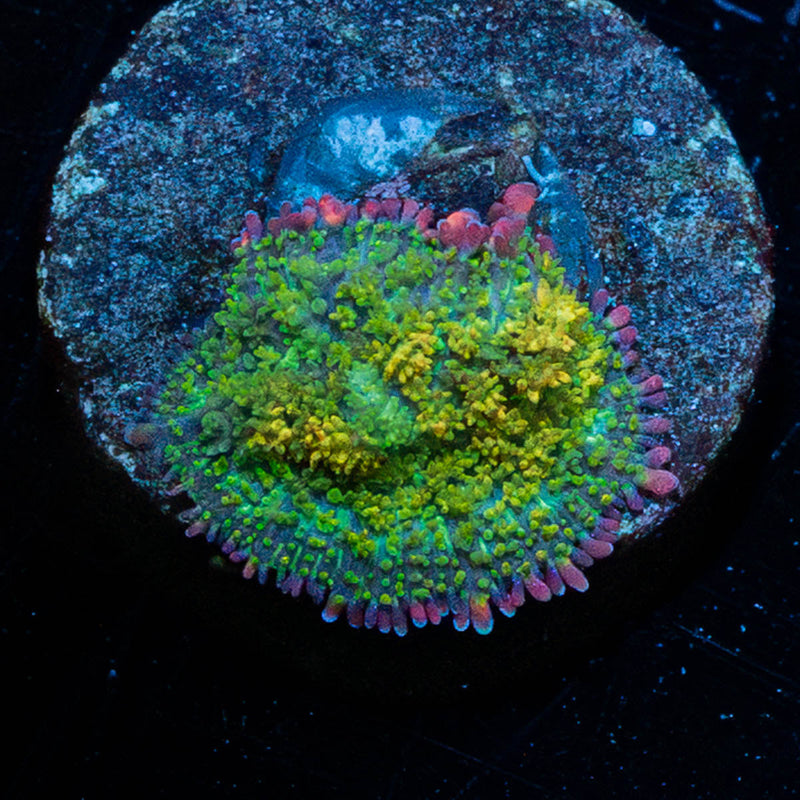 Golden gonzoa Dragon Bounce mushroom