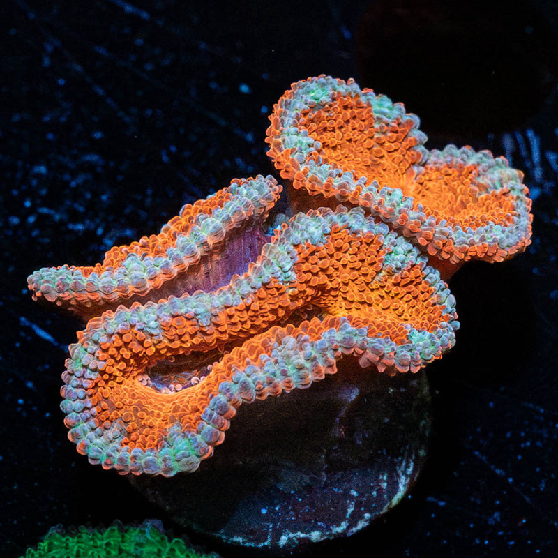 Acan Micromussa
