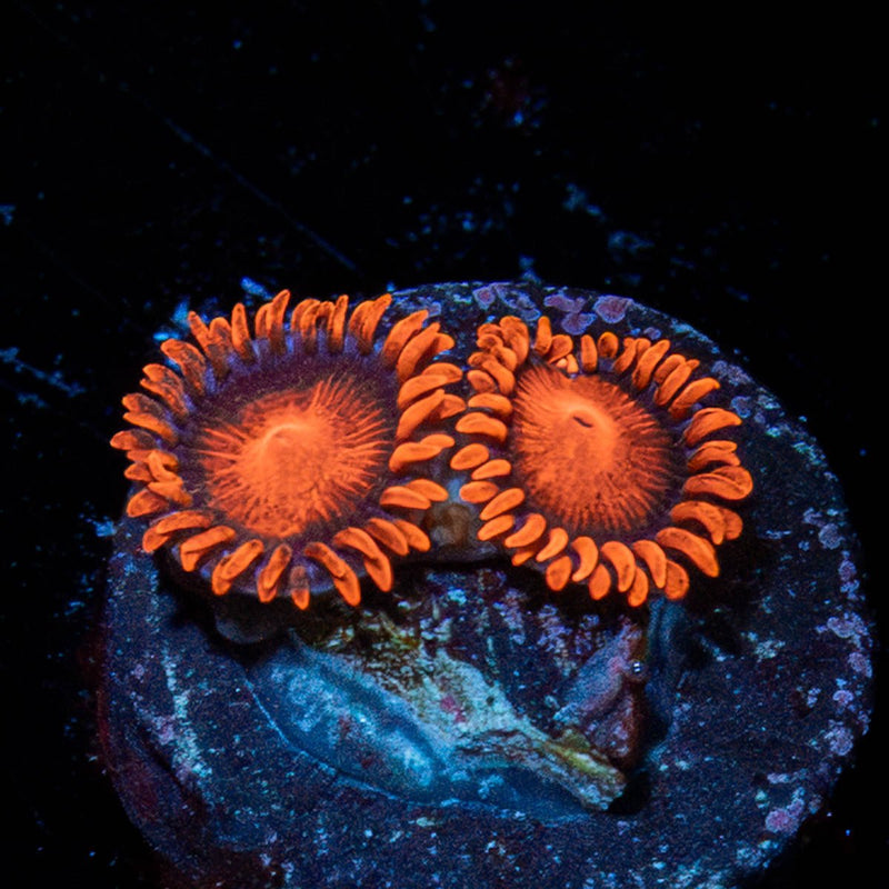 Orange Bam BAms Zoanthid