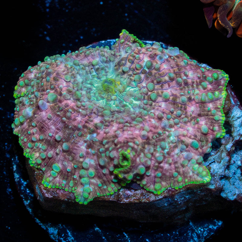 Pink Confetti Mushroom