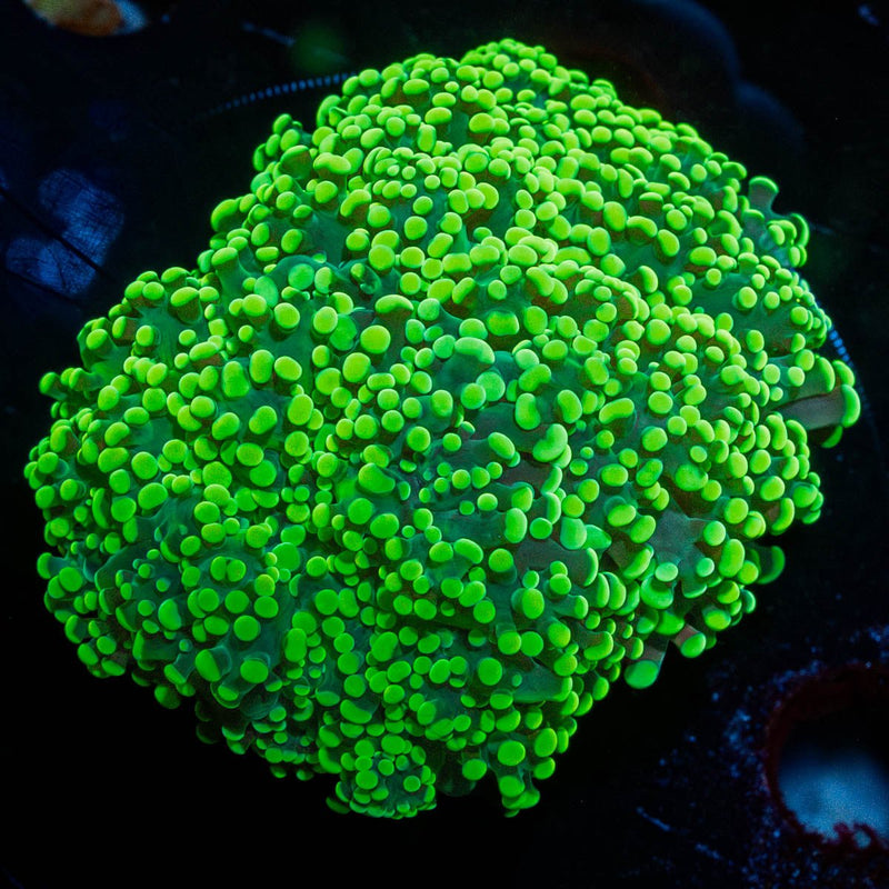 Neon Green Octospawn