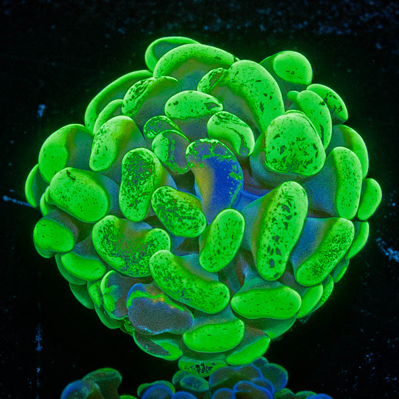 Ultra Splatter Hammer