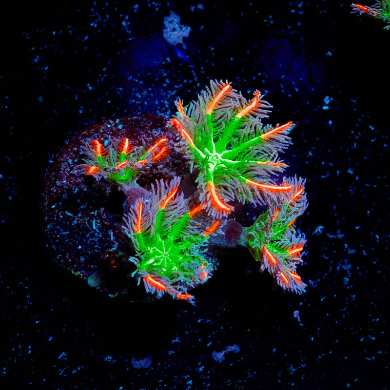 ARC Firework Clove Polyps
