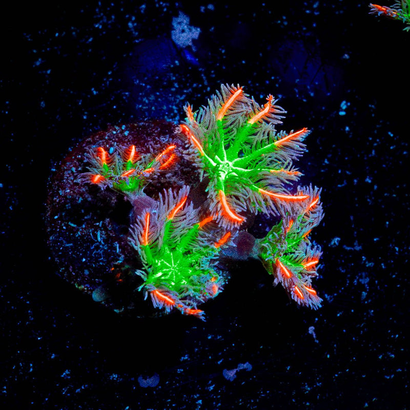 ARC Firework Clove Polyps