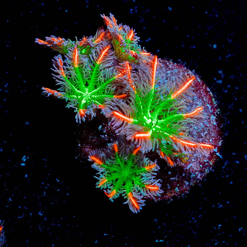 ARC Firework Clove Polyps