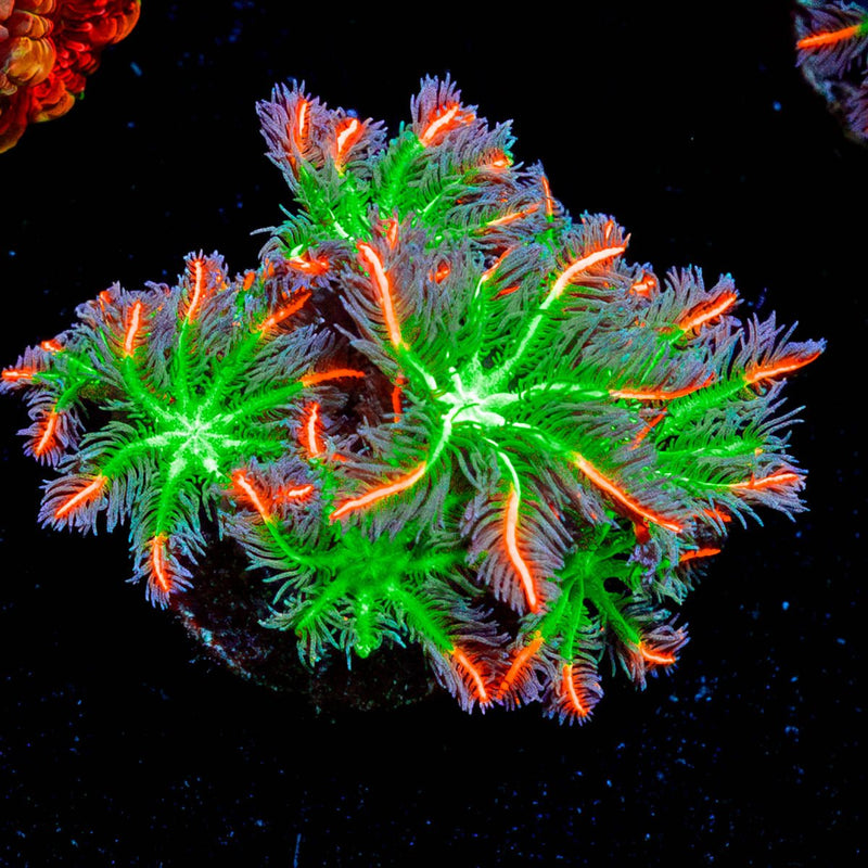 ARC Firework Clove Polyps