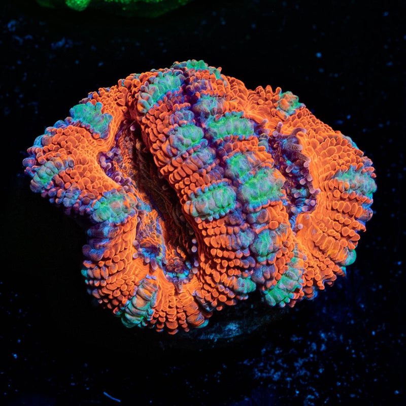 Acan Micromussa