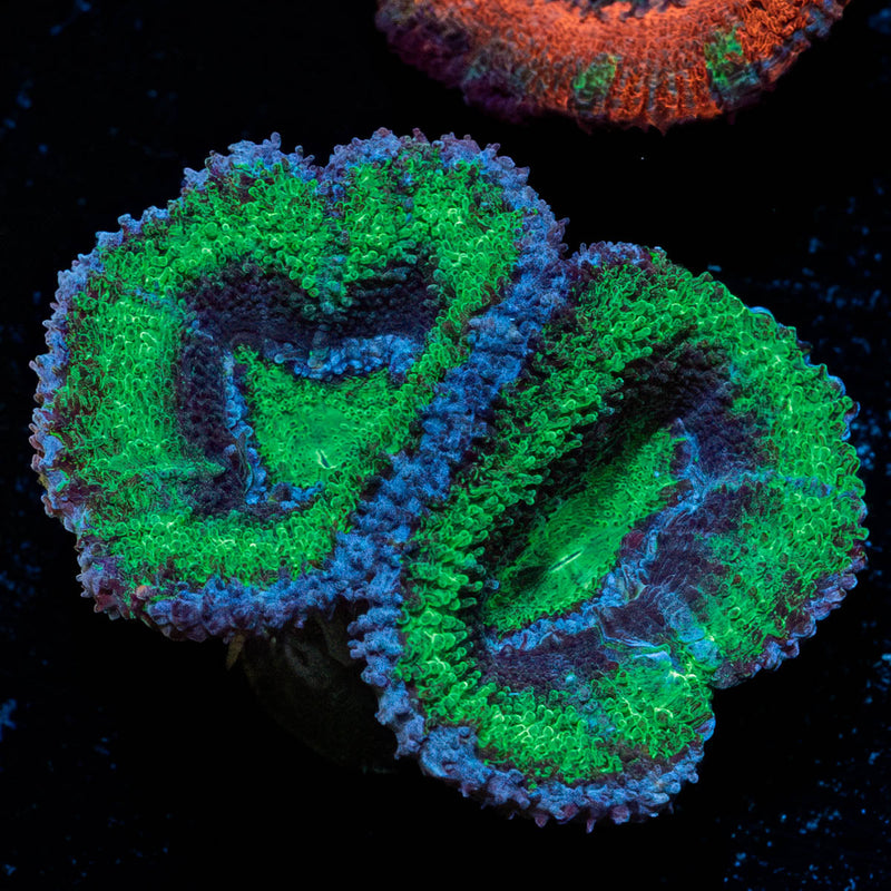 Acan Micromussa