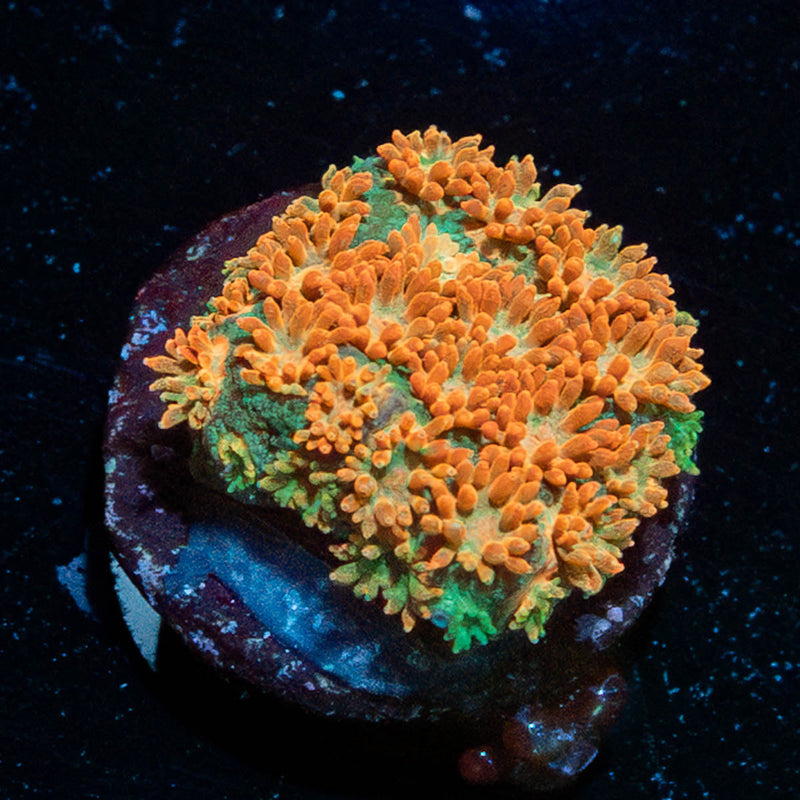 Laffy Taffy barnardapora