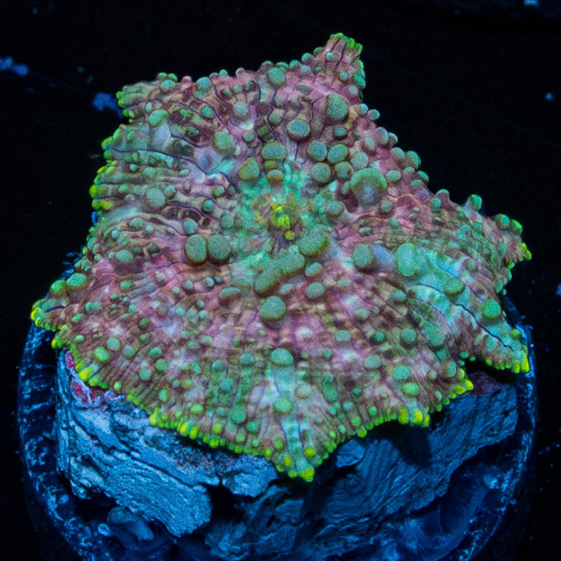 Pink Confetti Mushroom