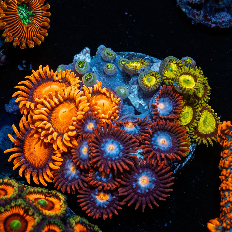 Zoanthid Combo PLug
