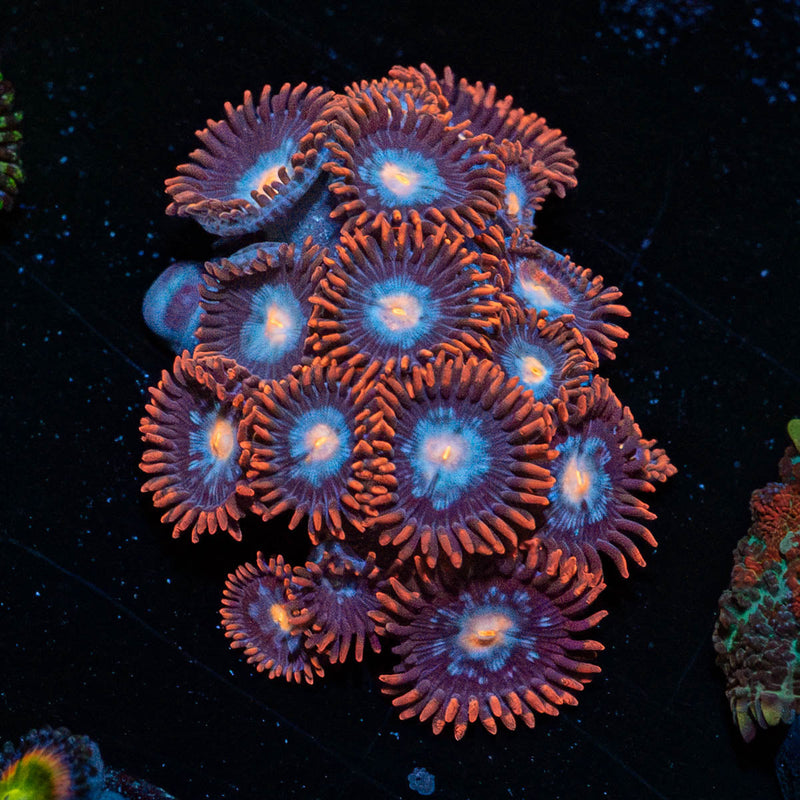 Stitches Zoanthid