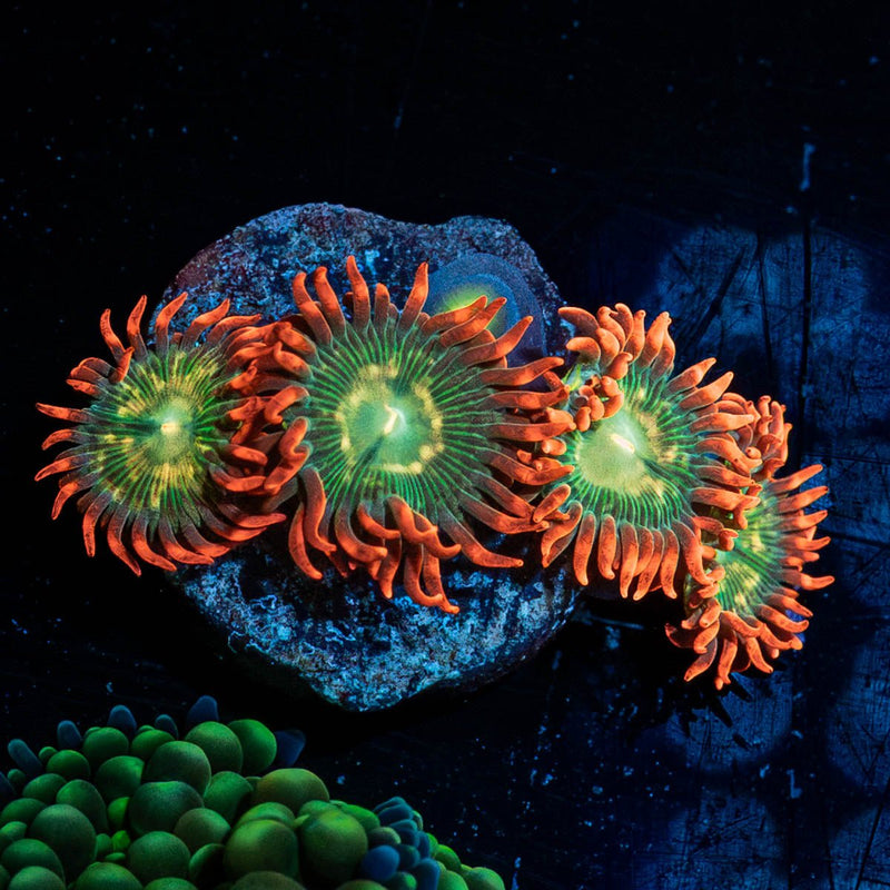 BlueBerry Yum yum Zoanthids