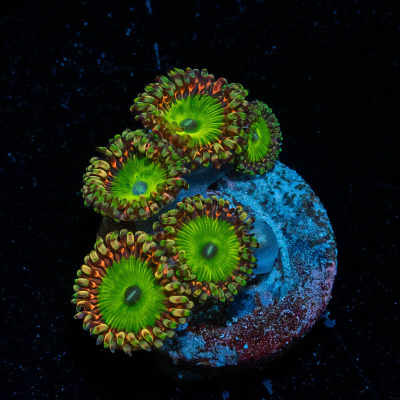 Rainbow Trolls Zoanthid