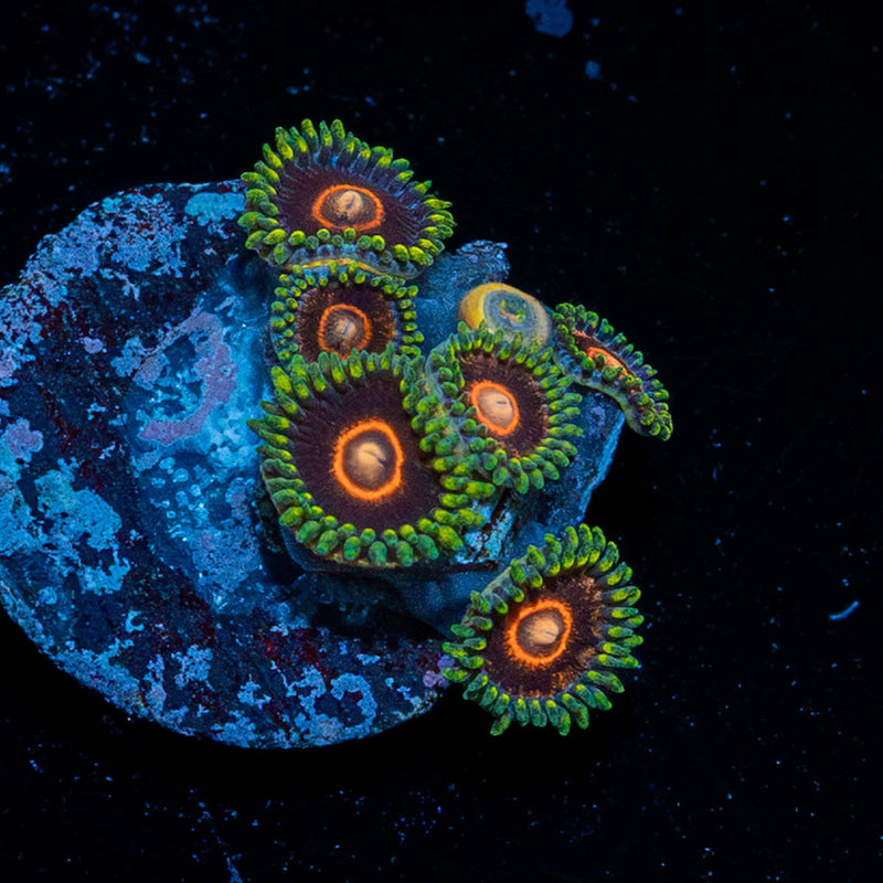 Rainbow Jawbreaker Zoanthid