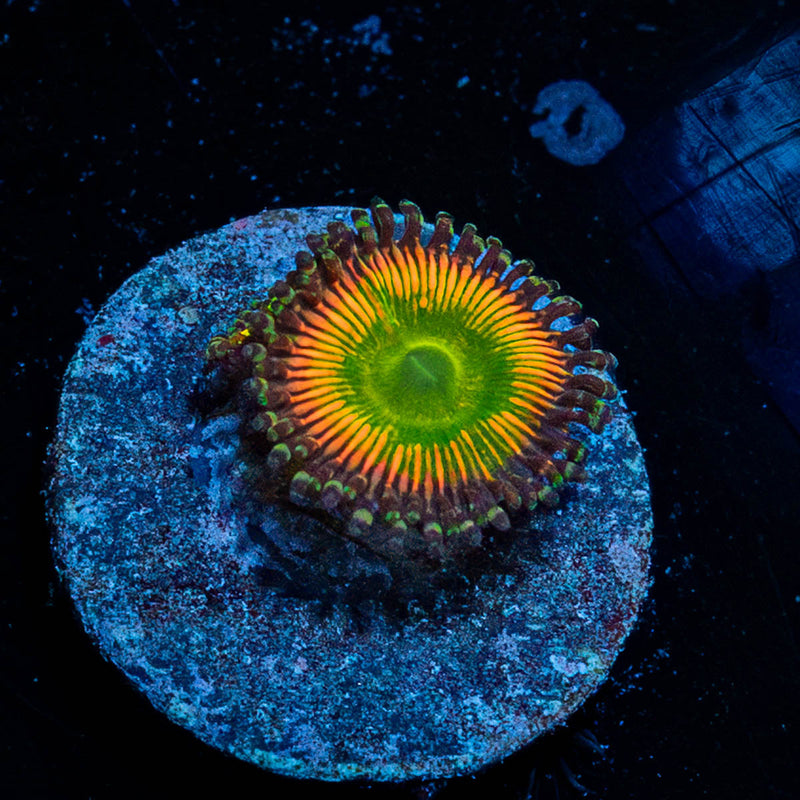 Peach Tea Zoanthid