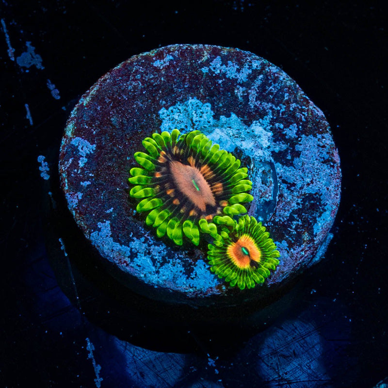 Pink Plasma zoanthid