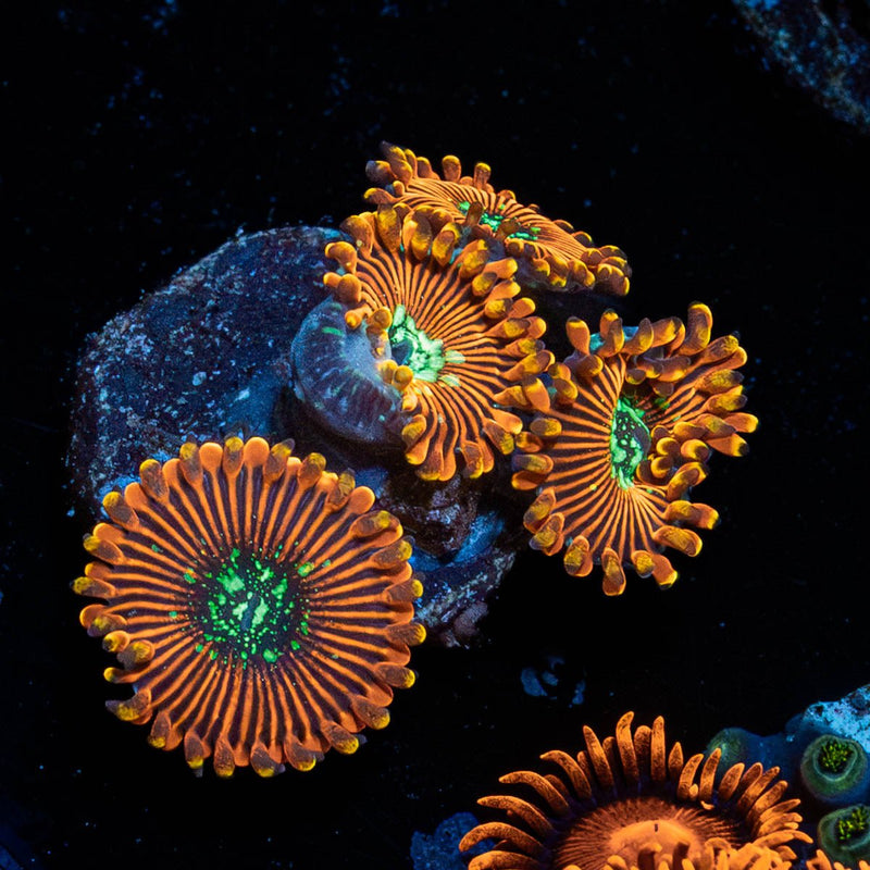 Magician Zoanthid