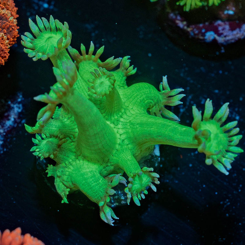 Bubble Toes Goniopora