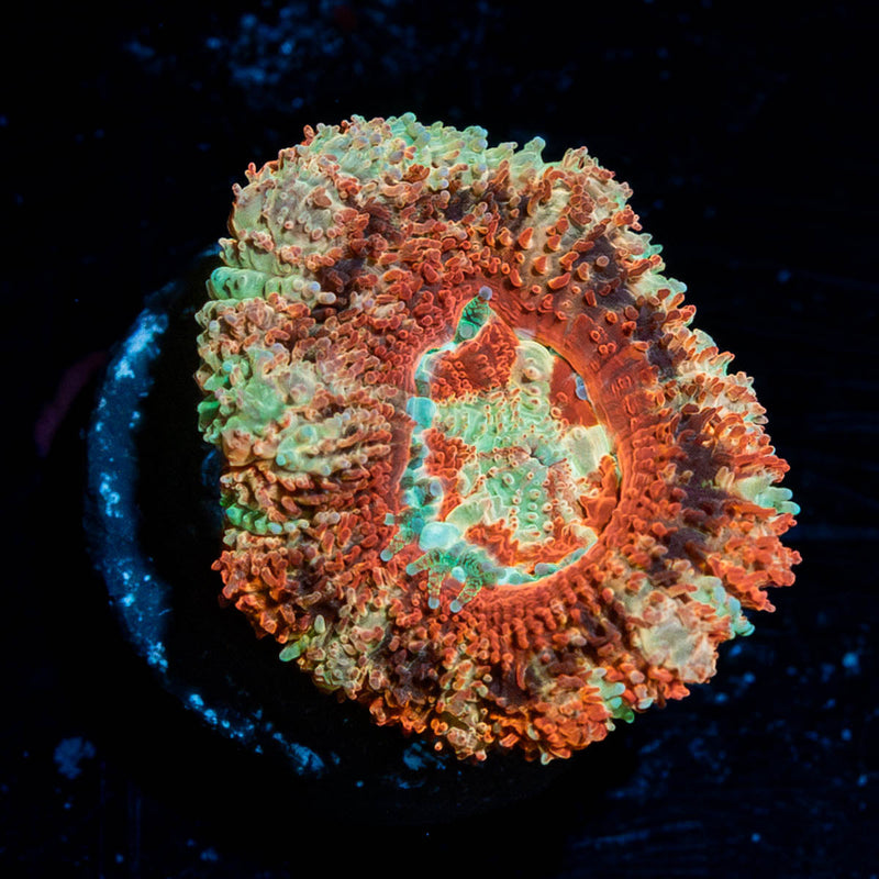 Red Panda Asian Acan