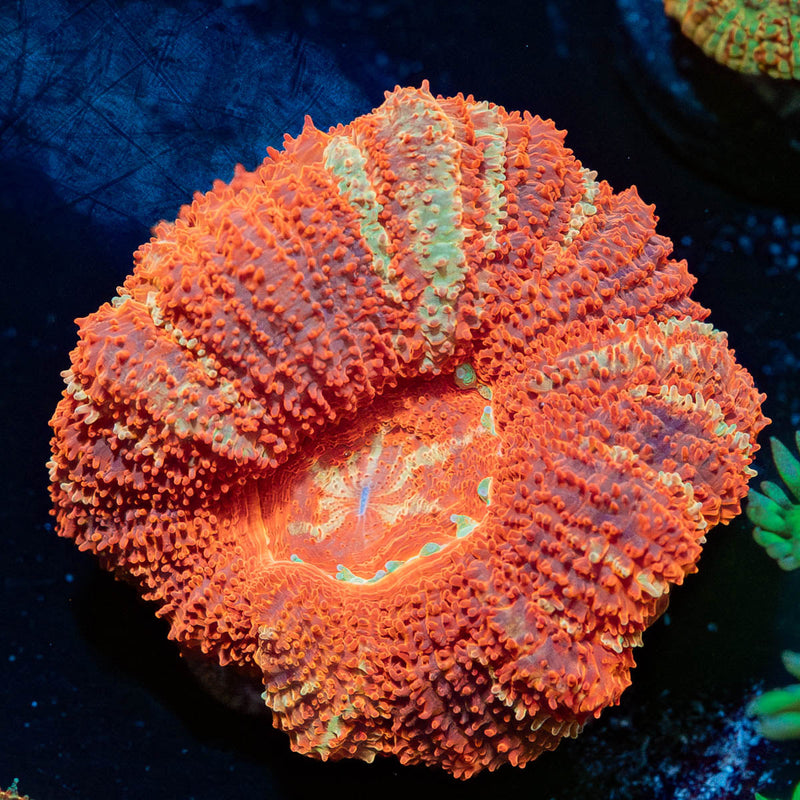 Bloodmoon Asian Acan