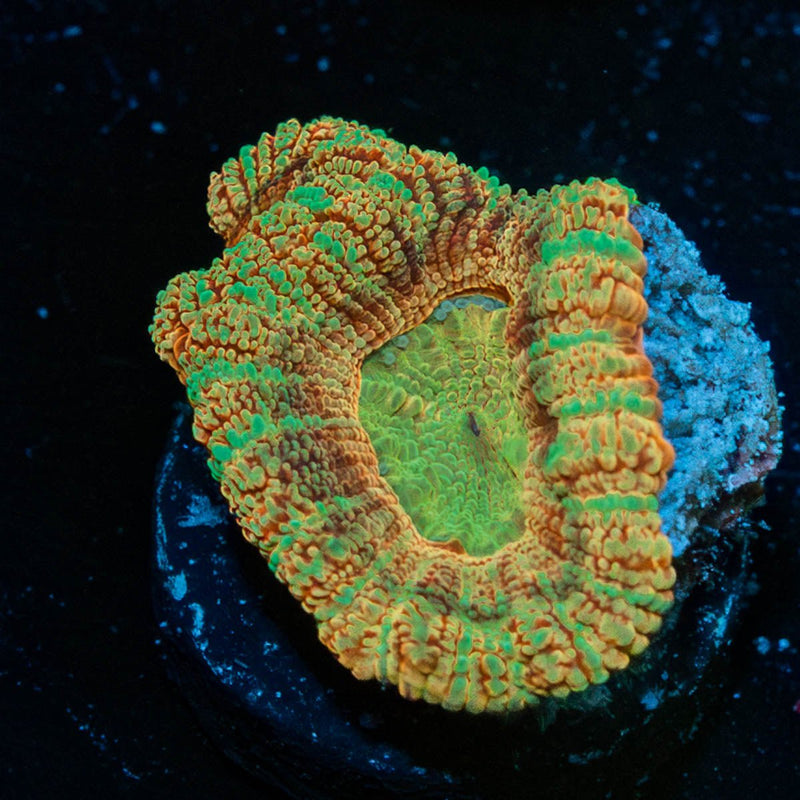 Sahara sunset Asian Acan