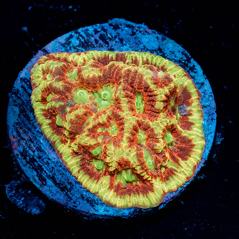 Conflict Diamonds Favia