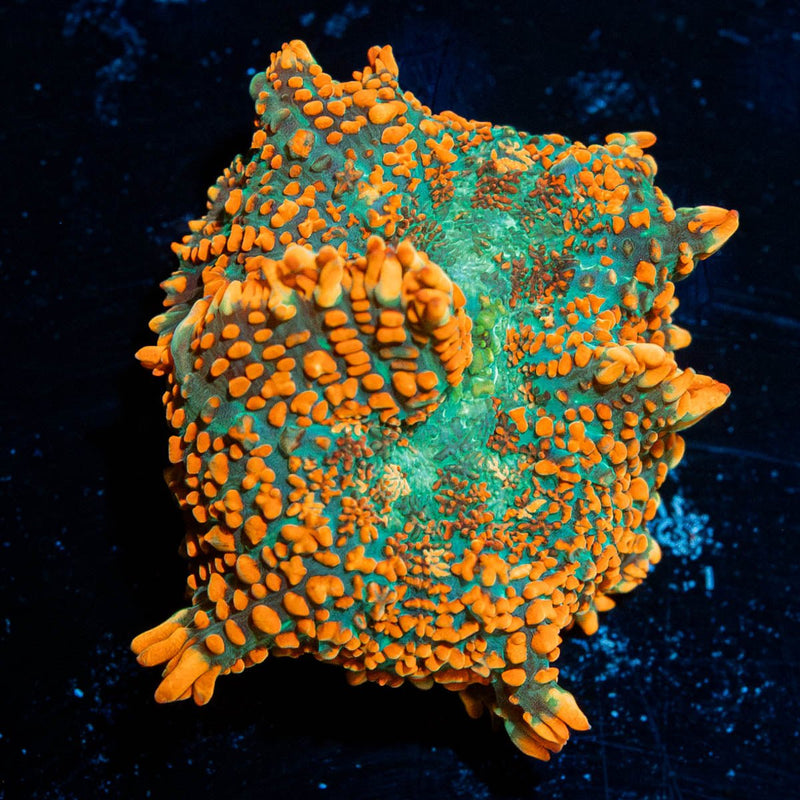 Kings Rhodactis Mushroom