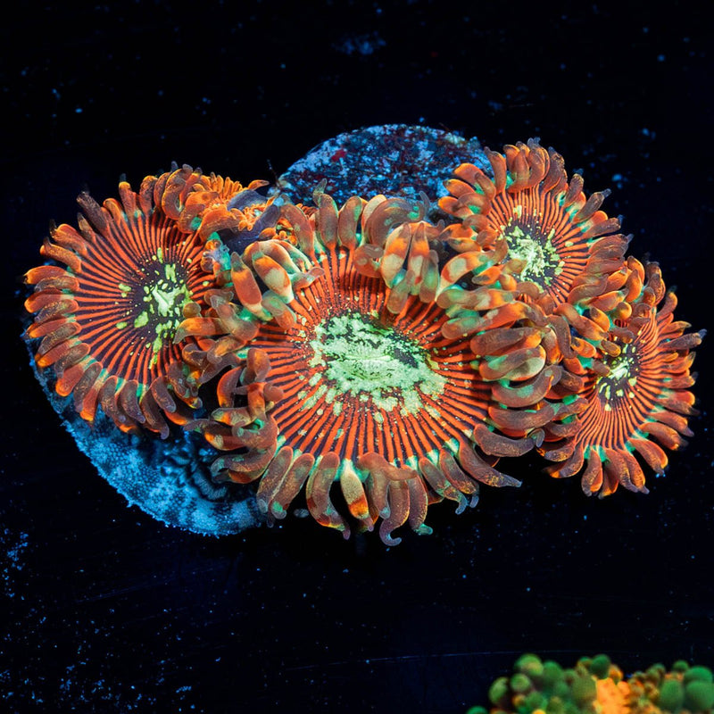 Dark Magicians Zoanthid
