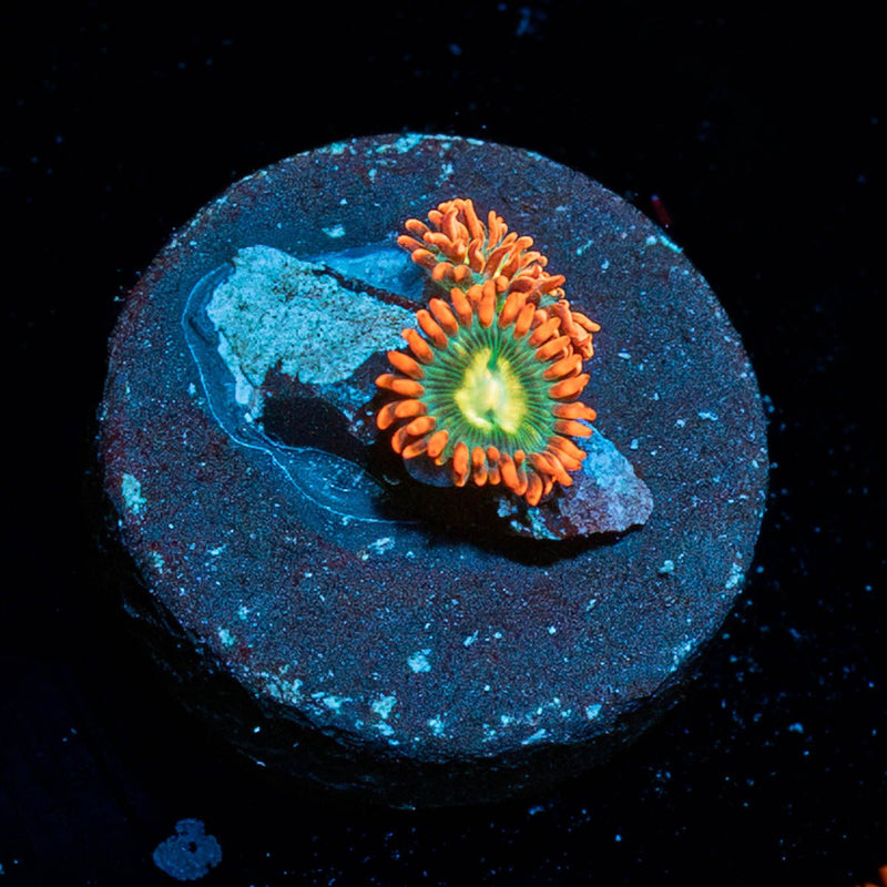 Blueberry Yum Yum Zoanthid