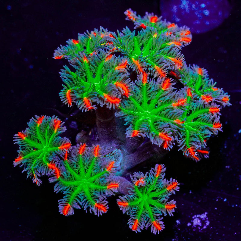 ARC Firework Cloves Polyps