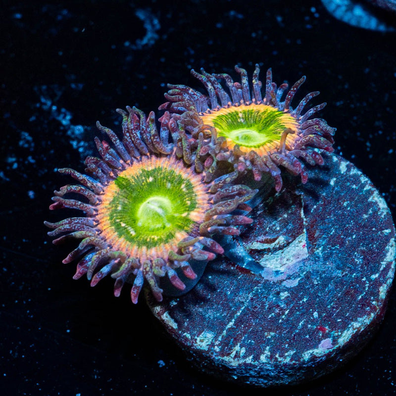 Funny D's Zoanthid