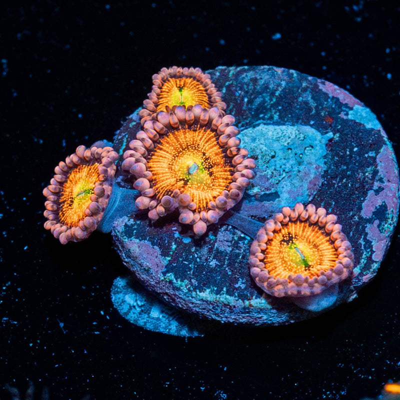 Holly Berry Zoanthid