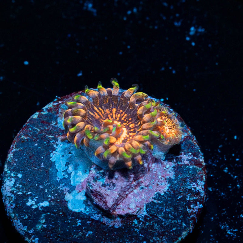 Aztec Warrior Zoanthid