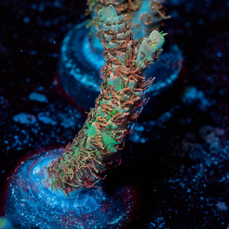 Robot Santa Claus acropora